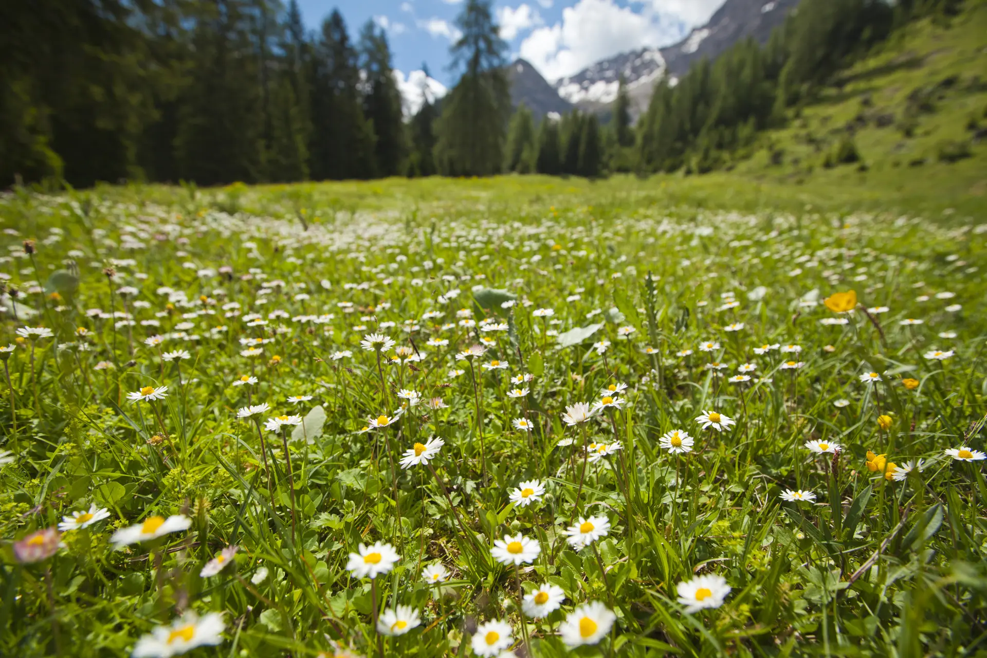 Natur